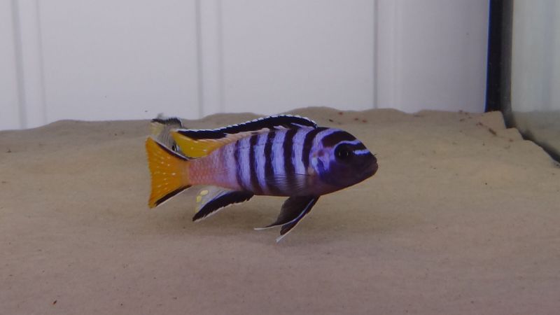 Pseudotropheus Elongatus Mpanga Aquarium Fish