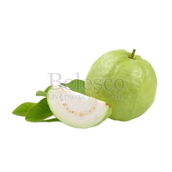 Natural Fresh Guava, for Human Consumption, Packaging Type : Gunny Bags