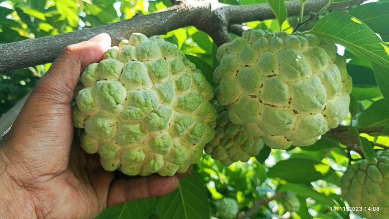 Natural 3.5kg Custard Apple, for Human Consumption, Size : 250gm+