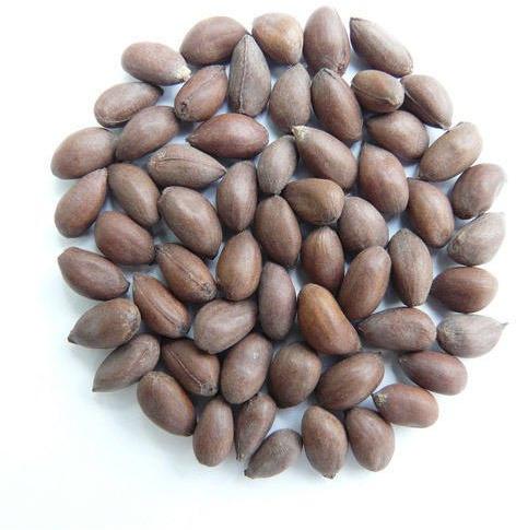 Brown Natural Cotton Seeds, for Cattle Feed, Packaging Type : Plastic Bags