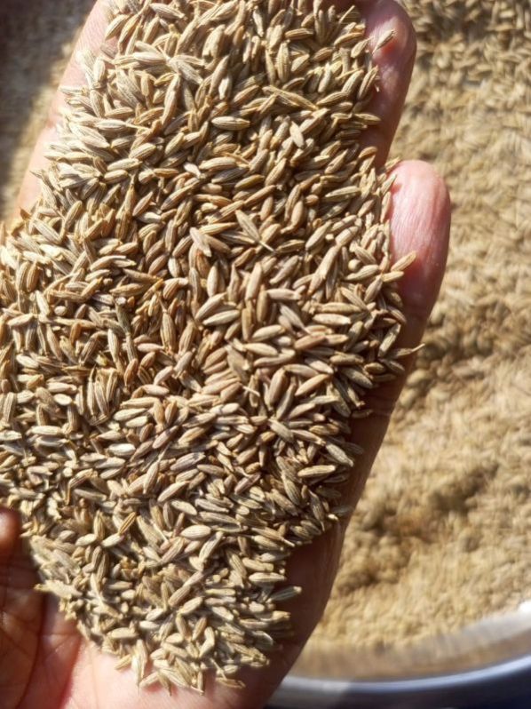 cumin seeds