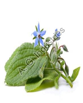 Borage Seed Oil, Color : Pale Yellow