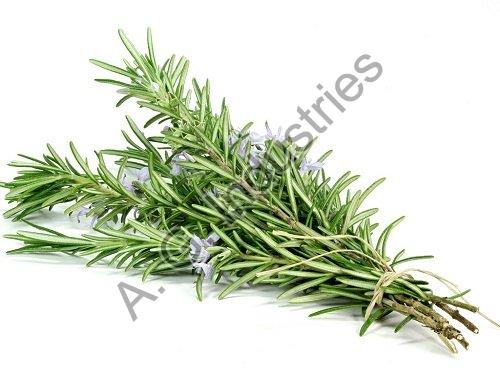 rosemary oil