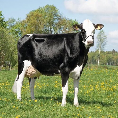 Crossbred Cow, for Farming
