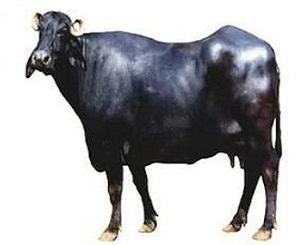 Black Mehsani Buffalo, for Farming