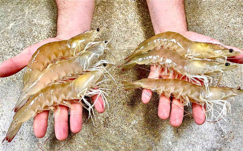 White Leg Vannamei Prawns, Packaging Type : Box