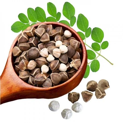 Moringa Seeds, Packaging Type : Customsized