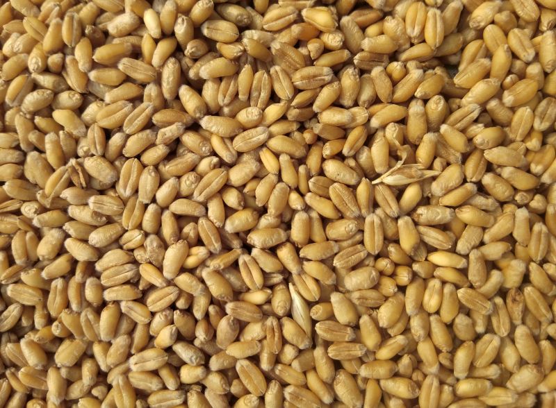 Organic Wheat, For Cooking, Certification : Nop, Npop