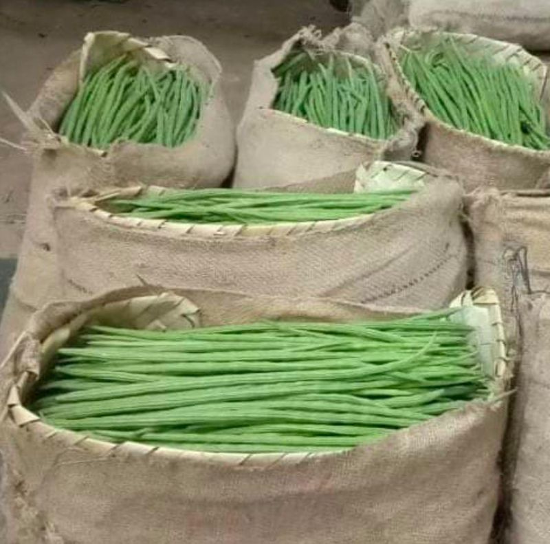 Green Organic drumstick, for Cooking, Style : Fresh