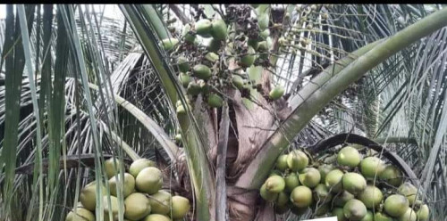 Dt hybrid coconut plant, Packaging Type : Packet