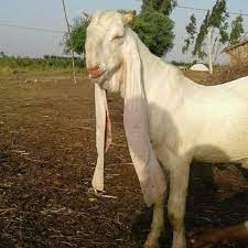 Live Jamunapari Goat