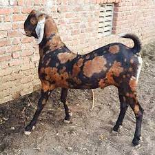 Live Sirohi Goat, Age Group : 2-3 Years