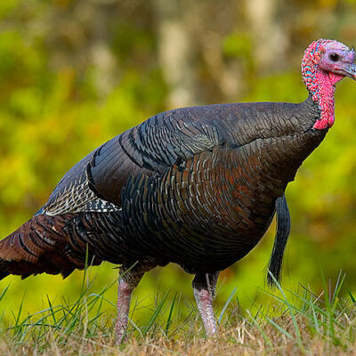 Live Turkey Chicken