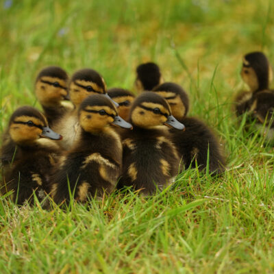 One Day Old Live Duck Chicks, for Farming