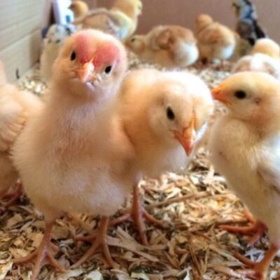 One Day Old Live Giriraja Chicks, for Farming, Packaging Type : Corrugated Boxes