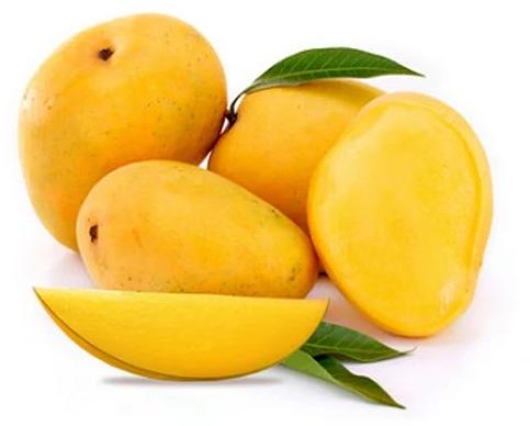 Organic Fresh Alphonso Mangoes, For Juice Making, Food Processing, Direct Consumption, Shelf Life : 5-10days