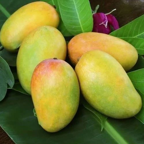 Natural Kesar Mango, for Juice Making, Food Processing, Direct Consumption, Packaging Size : 40-50kg