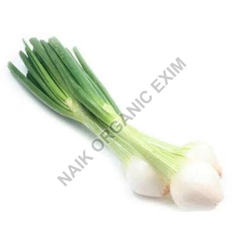 Fresh Green Onion, for Cooking, Shelf Life : 10-15 Days