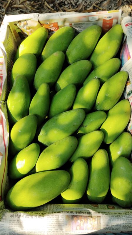 Natural mango, Packaging Size : 30kg