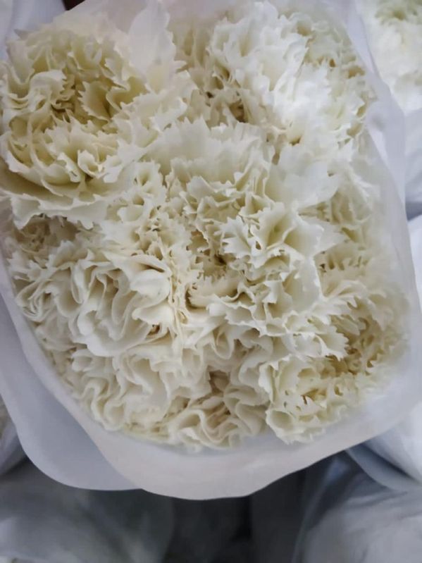 Fresh White Carnation Flower, For Decoration, Packaging Type : Carton Box