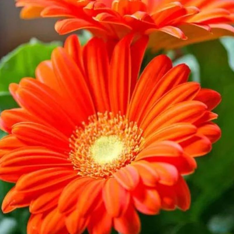 Orange Natural gerbera flower, for Decorative, Garlands, Vase Displays, Wreaths, Style : Fresh
