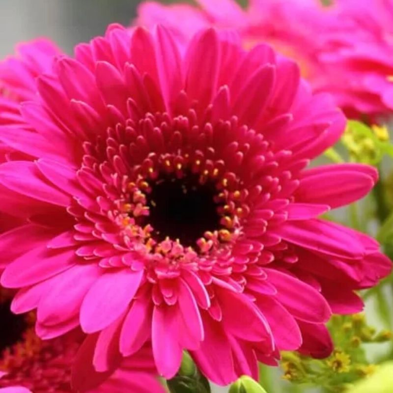 Natural Pink gerbera flower, for Decorative, Garlands, Vase Displays, Wreaths, Style : Fresh