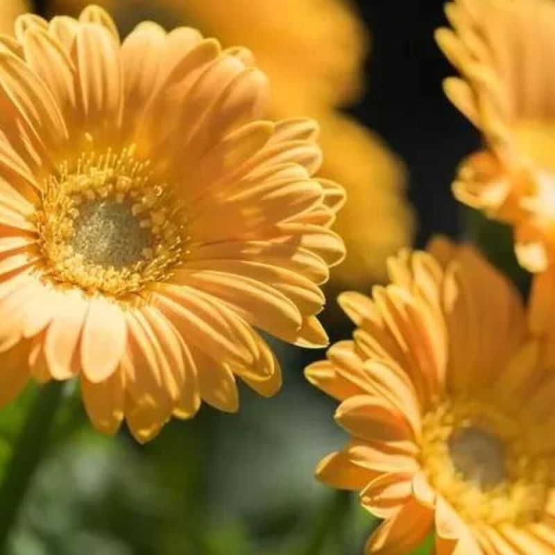 Yellow Gerbera Flower, for Decorative, Garlands, Vase Displays, Wreaths, Style : Fresh