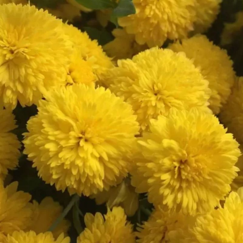 Yellow Kumki Flowers, for Decoration, Gifting, Occasion : Party, Birthday