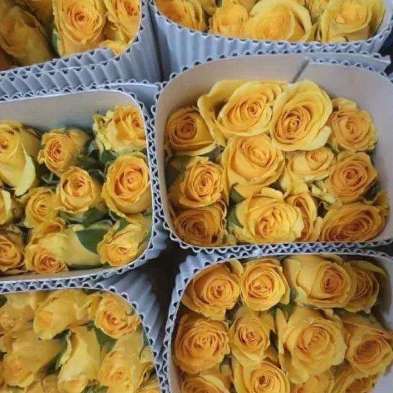 Natural yellow rose, for Cosmetics, Decoration, Gifting, Shelf Life : 7-10Days