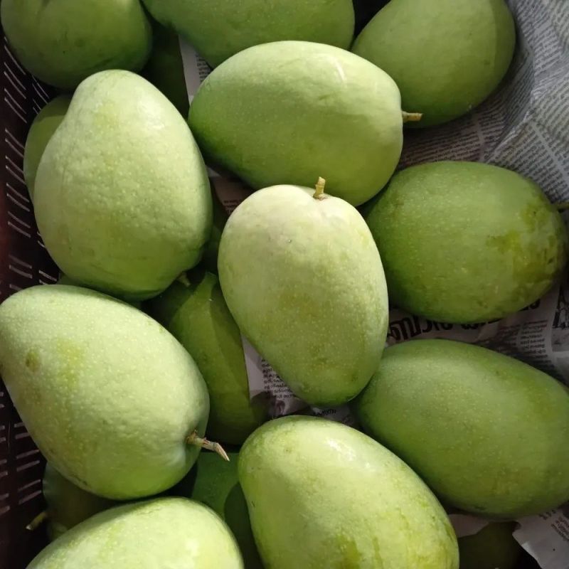 Green Raw Alphonso Mango, for Juice Making, Food Processing, Packaging Size : 10 Kg