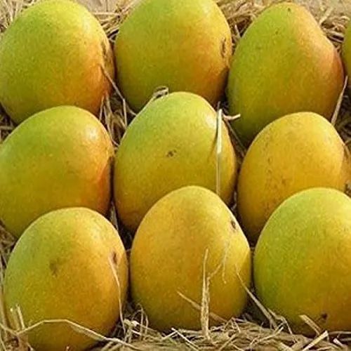 Natural Fresh Alphonso Mango, for Juice Making, Food Processing, Direct Consumption, Packaging Type : Box