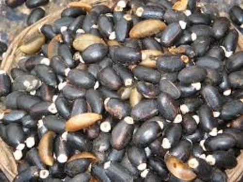 Common Jatropha Seeds, Certification : FSSAI