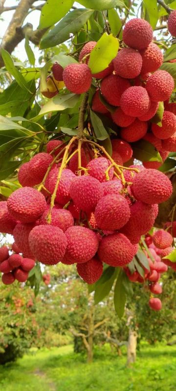 Fresh Lychee