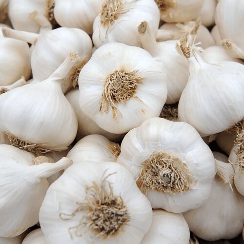 White Garlic, Shelf Life : 1years