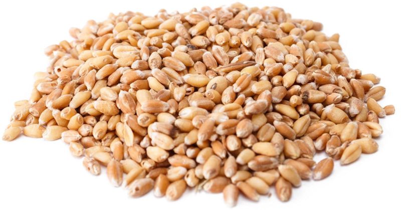 Brown Wheat Grain, for Making Bread, Cooking, Cookies