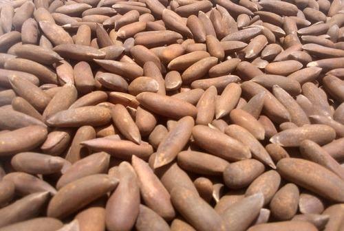 Brown Chilgoza Pine Nuts, for Industrial, Packaging Type : PP Bag