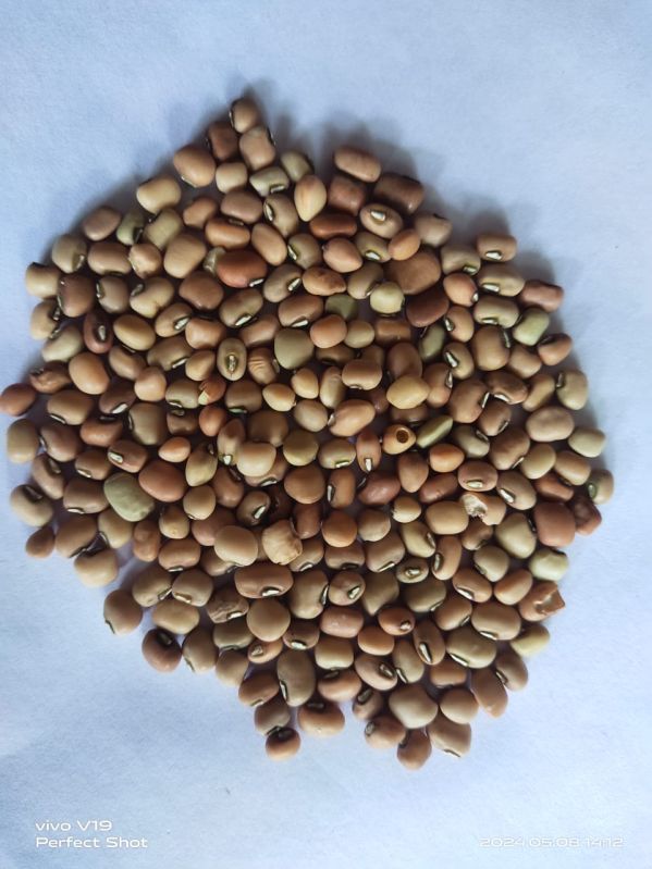 indian cowpea seed