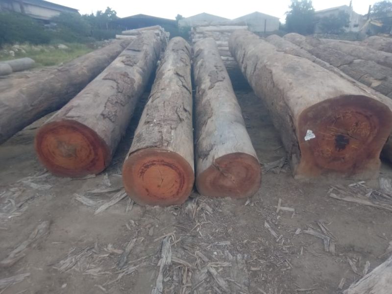 imported kabukalli wood log