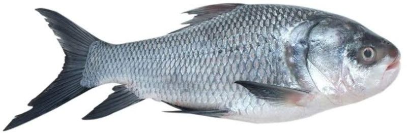 1kg Fresh catla fish, for Cooking, Packaging Type : Thermocole Box