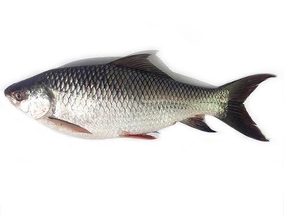 Fresh Rohu Fish for Human Consumption