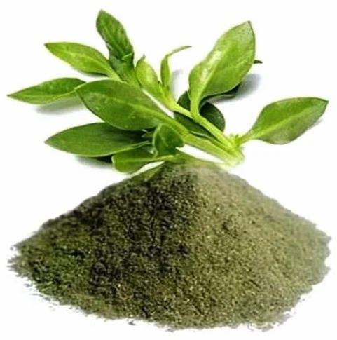 Andrographis Paniculata Extract Powder, Packaging Type : Loose