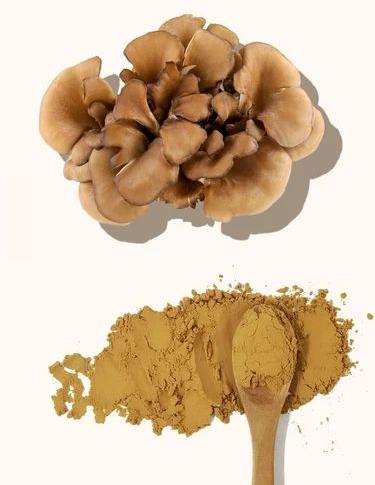 Maitake Mushroom Extract Powder for Human Consumption