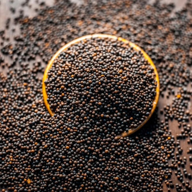 Black Natural Mustard Seeds, Packaging Type : Jute Bag
