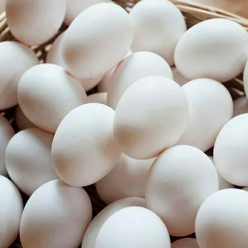 Poultry White Eggs for Human Consumption