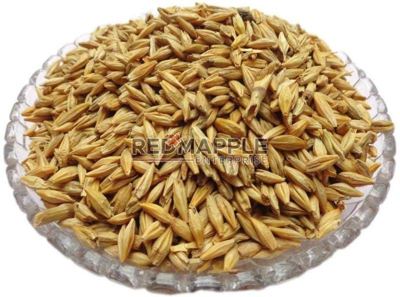 Barley Grain, Style : Dried