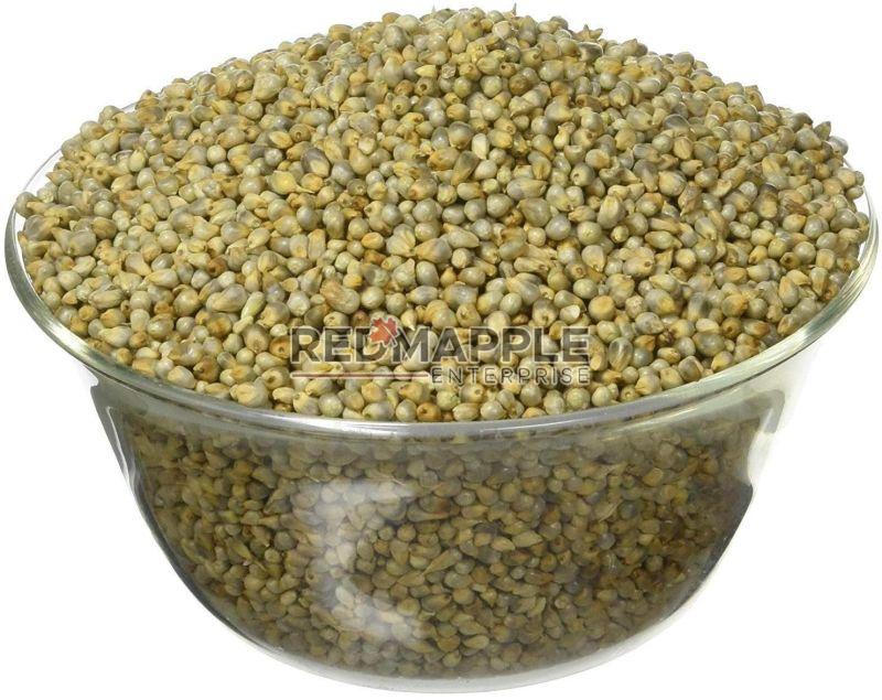 Pearl Millet for Cooking, Cattle Feed