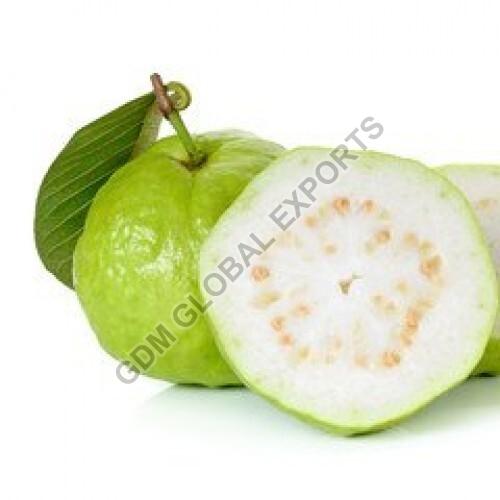 Natural Fresh Guava, for Human Consumption, Shelf Life : 7-10 Days