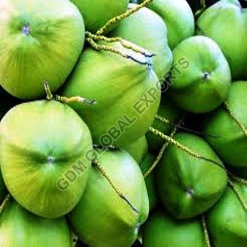 Natural Fresh Tender Coconut, for Religious Purpose, Human Consumption, Packaging Type : Gunny Bags