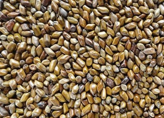 Organic Cassia Tora Seeds, Packaging Type : PP Bag