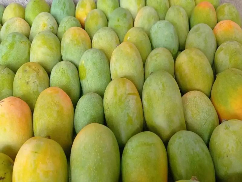 Organic Kesar Mango